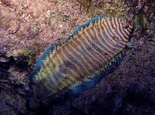 زیره آبی لبه دار - Soleichthys heterorhinos.jpg