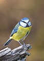 Blue Tit - Parus caeruleus - Flickr - cazalegg.jpg