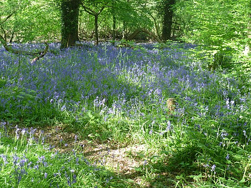 Bluebells in Oxleas Wood - geograph.org.uk - 3953777