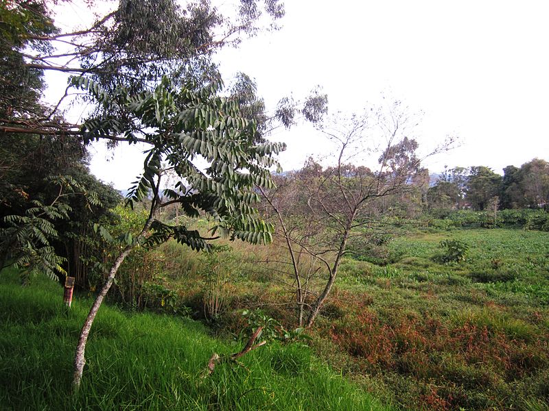 File:Bogotá Humedal de Córdoba.JPG