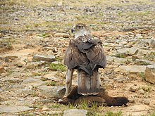 Aigle de Bonelli ayant capturé une poule de Sonnerat. Les galliformes comme cette poule forment une part importante du régime de l'aigle quand ils sont disponibles.