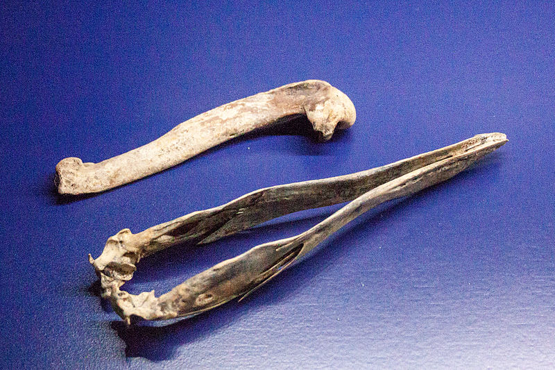 File:Bones of the great auk.jpg