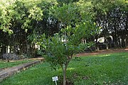 View of Bonsai Garden Lal Bag Bangalore