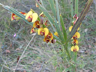 <i>Bossiaea ensata</i> Species of legume