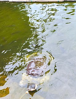 Black softshell turtle Species of turtle