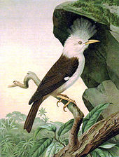 Lukisan coklat-dan-putih, jambul burung dengan paruh yang panjang, pada cabang bawah yang menjorok rock