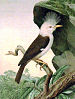 Réunion starling