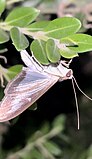 Box tree moth (Cydalima perspectalis)