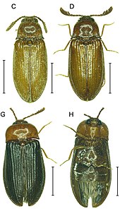 Brachypsectra adult male and female.jpg