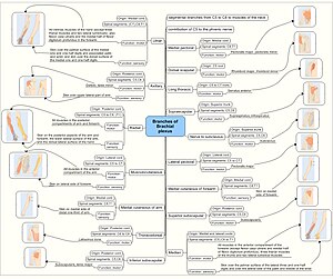 Upper Limb