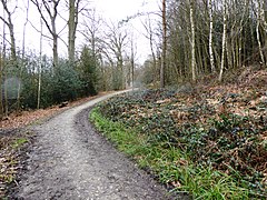 Brenchley Wood 8.jpg