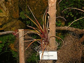 Описание изображения Bromeliaceae - Tillandsia extensa.JPG.