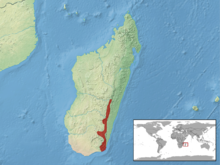 Brookesia nasus distribution.png