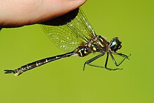 Brush-tipped Emerald.jpg