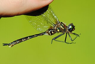 <i>Somatochlora walshii</i> Species of dragonfly