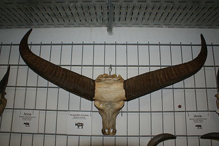 Skull of a wild water buffalo in the Bavarian State Collection of Zoology
