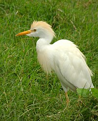 Bubulcus ibis (Garcita del ganado) (16825919180).jpg