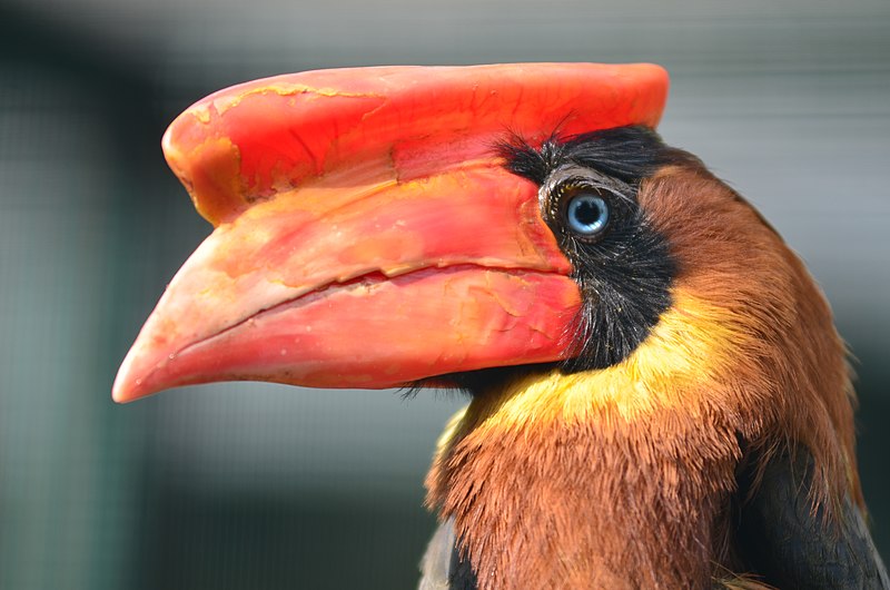 File:Buceros hydrocorax - Weltvogelpark Walsrode 2011-03.jpg