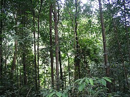 Bukit Timah Nature Reserve