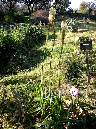 <i>Bulbinella cauda-felis</i> Species of flowering plant