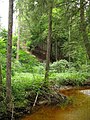 Der Michelbach östlich unterhalb der ehemaligen Burganlage