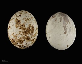 Voorbeelde van eiers in 'n museum