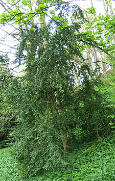 Buxus sempervirens.jpg