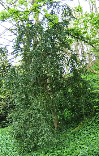 <i>Buxus sempervirens</i> Species of flowering plants in the box family