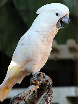 Cacatua alba -Gatorland, Florida, USA-8a.jpg
