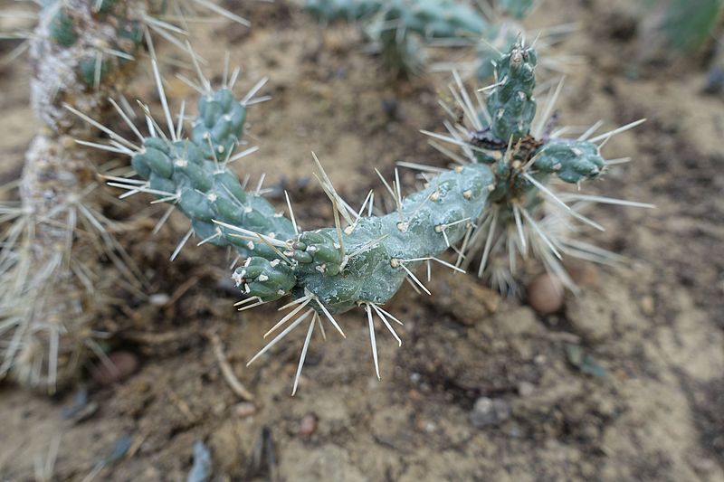 File:Cactus @ Succulent plants @ Greenhouse @ Jardin des Serres d'Auteuil @ Paris 16 (32740575230).jpg