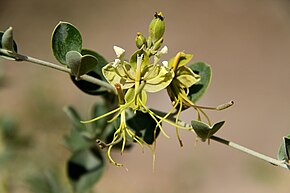 A Cadaba farinosa Maasai Mara image 3.jpg leírása.