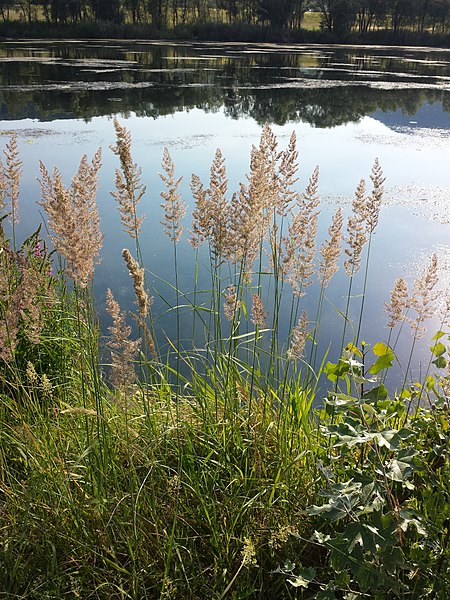 File:Calamagrostis epigejos sl2.jpg