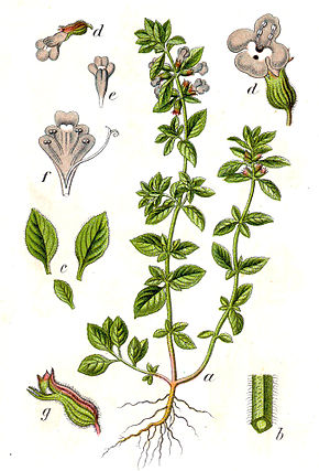 Descrierea imaginii Calamintha acinos Sturm52.jpg.