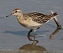 Calidris acuminata.JPG