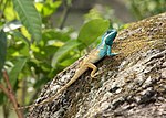 Miniatura para Calotes mystaceus