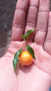 Miniatura para Campomanesia xanthocarpa