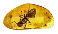 * Nomination Adult Camponotus trapped in Dominican amber. Tiouraren 16:12, 8 April 2023 (UTC) * Promotion  Support Good quality, I guess than a more precise id is not possible here --Poco a poco 19:16, 8 April 2023 (UTC)