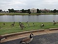 Canadian Geese and mallard ducks, First Assembly of God