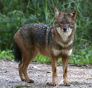 Шакал это. Обыкновенный Шакал (canis aureus). Золотистый Шакал. Золотой Шакал Геншин. Шакал обыкновенный или золотой Шакал (canis aureus).