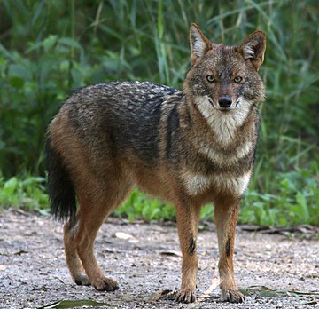 Golden jackal