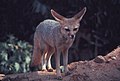 Cape fox standing on hill - DPLA - 306257e0182269867668f014420778a1.jpg