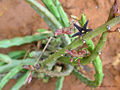 Caralluma stalagmifera