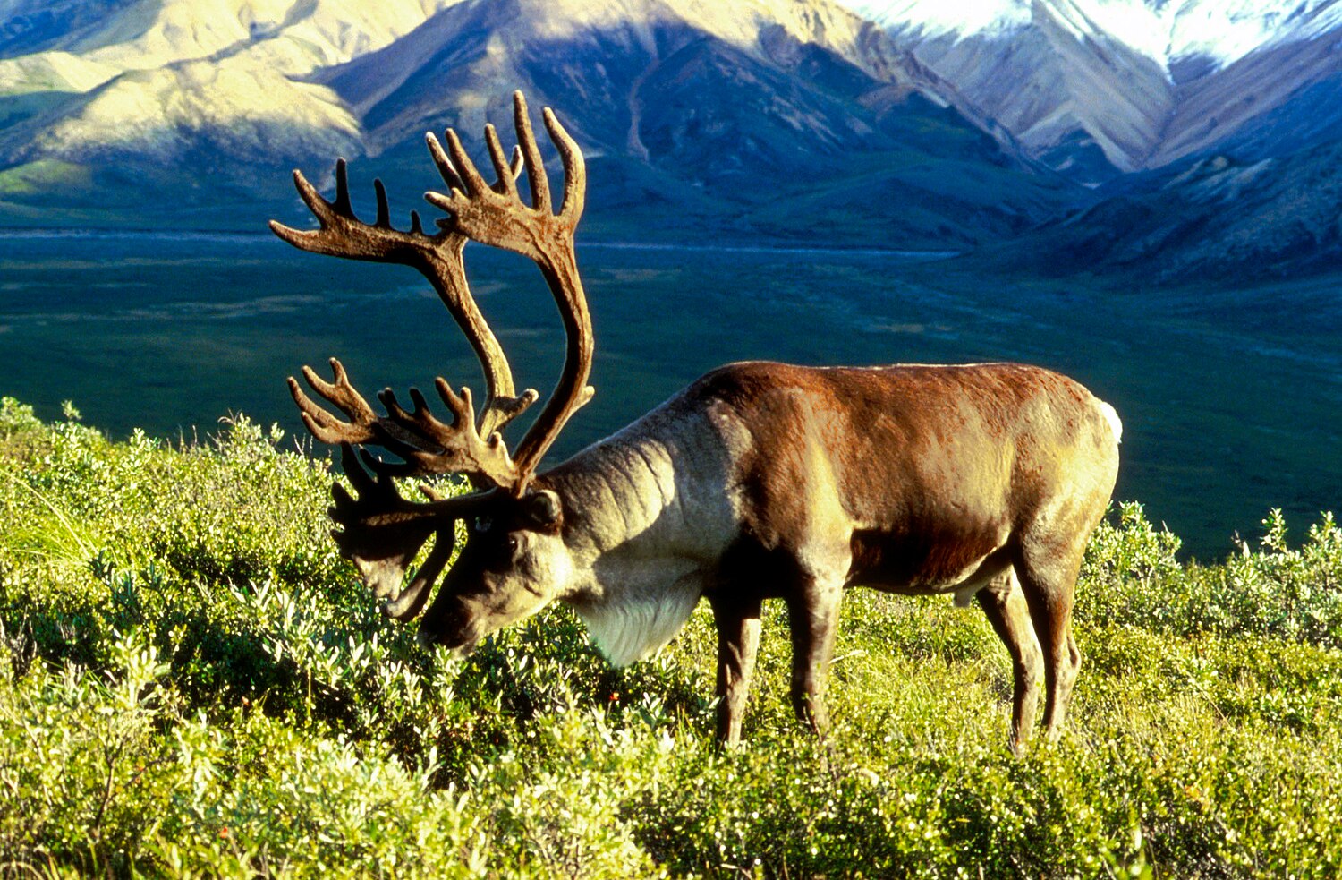 arctic caribou migration