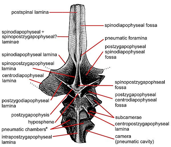 Neural spine of Maraapunisaurus as drawn by E.D. Cope with parts labeled. The key rebbachisaurid features are the spinopostzygapophyseal laminae that 