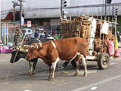 Carreta con cochayuyo. Temuco. Región de La Araucanía. Chile.jpg