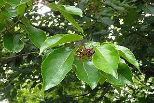 <i>Carrierea calycina</i> Species of tree