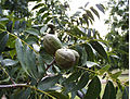 Foliage and nuts