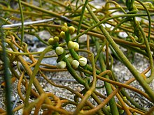 Cassytha filiformis buds and opening flower Cassytha filiformis (6016714856).jpg