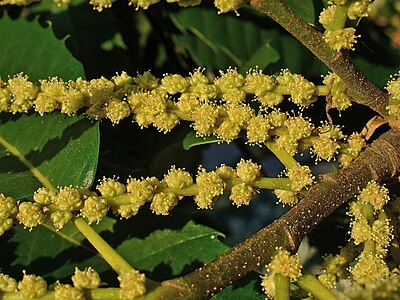 Castanea sativa Male flowers