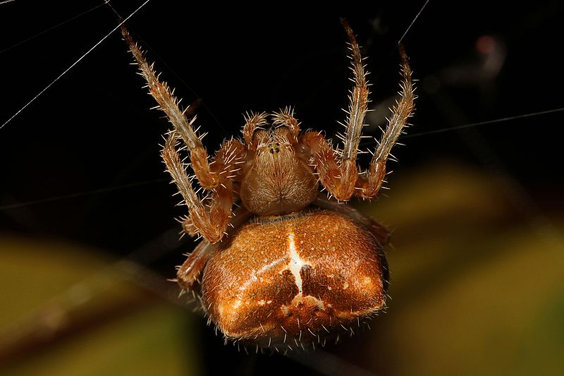 File:Cat-faced Spider - Araneus gemmoides, Coldstream, British Columbia - 01.jpg